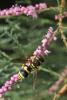 Ancistrocerus sp.
